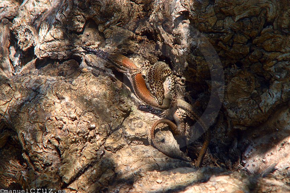 Lagartija andaluza (Podarcis vaucheri)